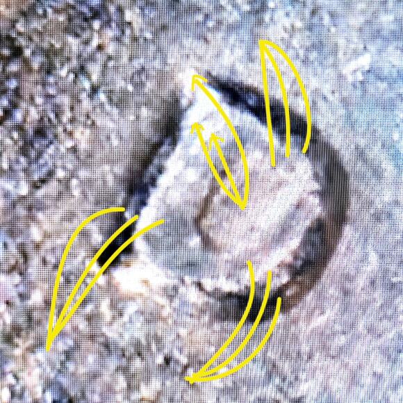 READ Bicentennial Quarter 1976D Double Die Double Ear Crack Die Clash Error Coin - Picture 2 of 12